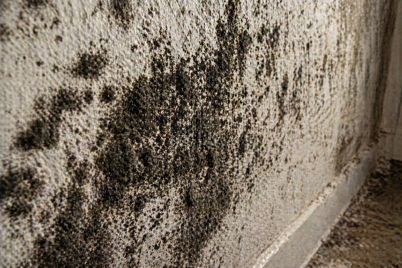 Black mold removal Miami FL