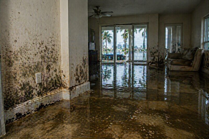 Water damage mold remediation Miami